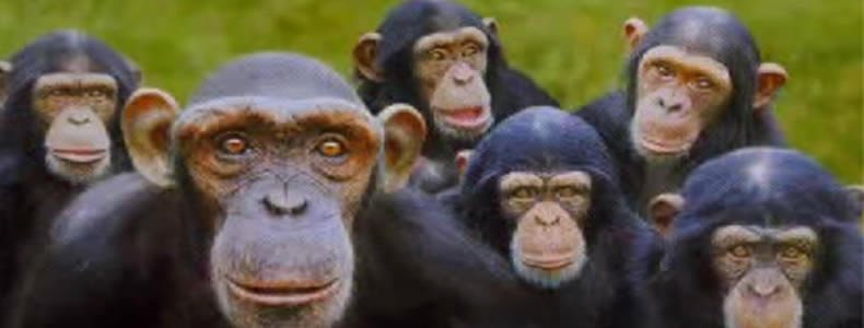 A parábola dos macacos